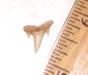 Carcharoides catticus - reef shark tooth